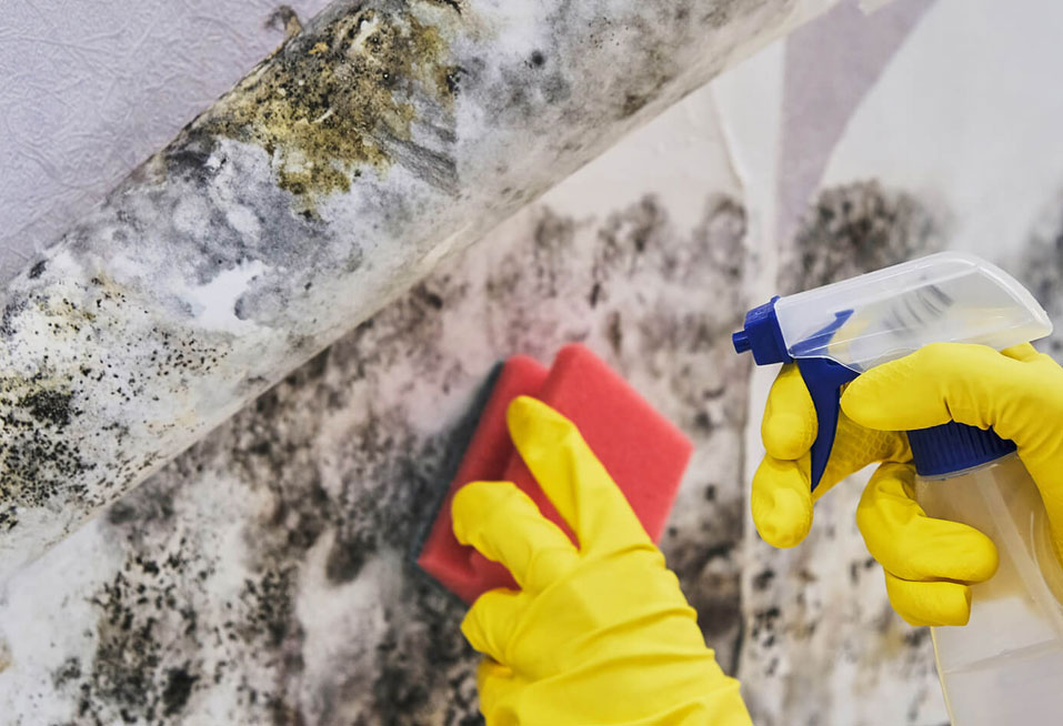 Restored-Right-Sydney-Mould-Cleaning-and-Remediation-3