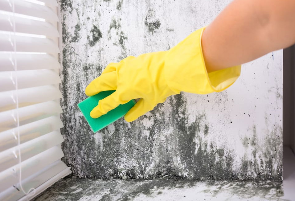 Restored-Right-Sydney-Mould-Cleaning-and-Remediation-2