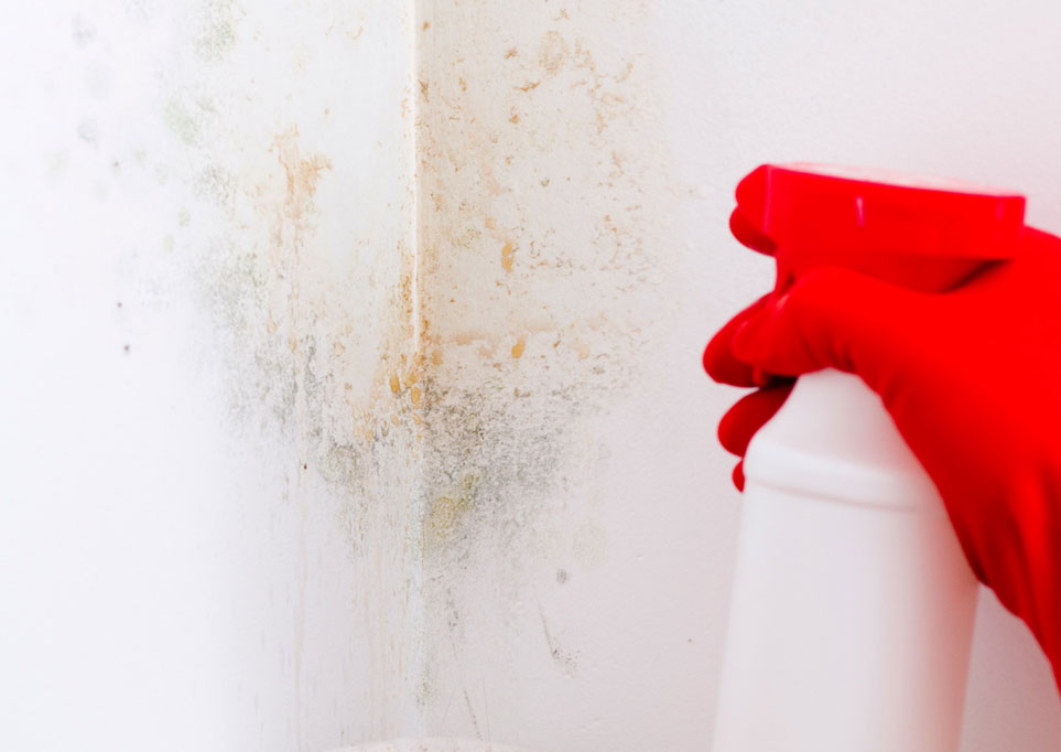 Restored-Right-Sydney-Mould-Cleaning-and-Remediation